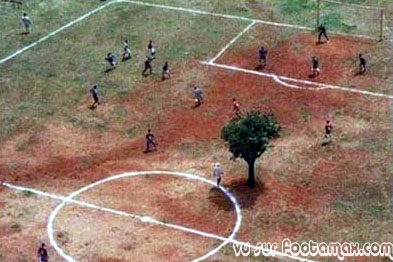 arbre_milieu_terrain