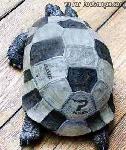 tortue_foot
